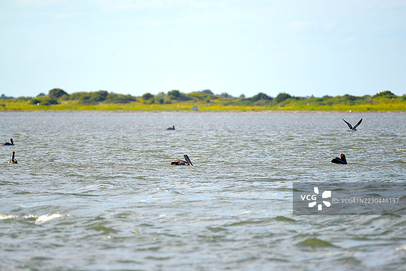 外滩棕鹈鹕图片素材