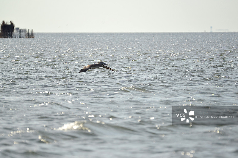 外滩棕鹈鹕图片素材