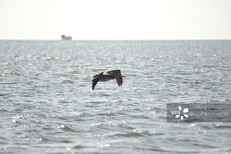 外滩棕鹈鹕图片素材