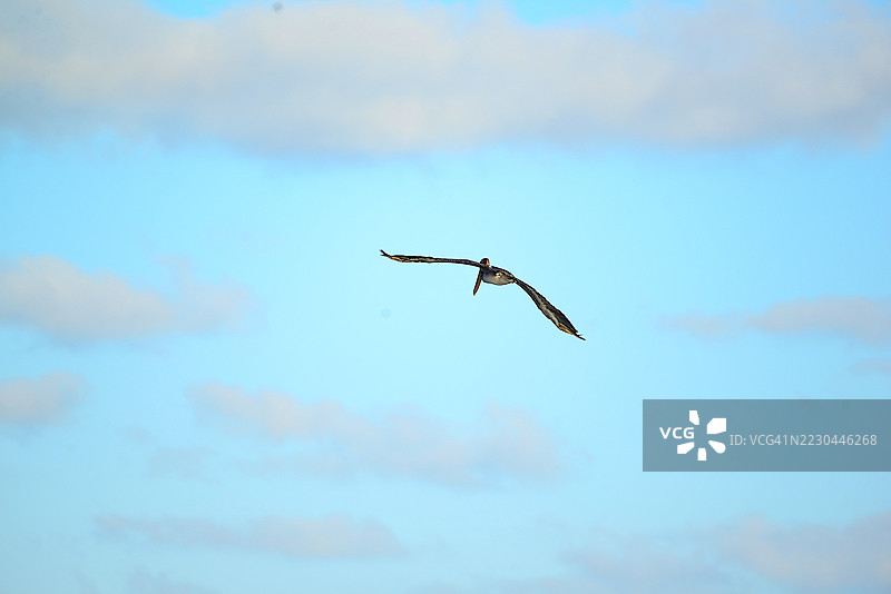 外滩棕鹈鹕图片素材