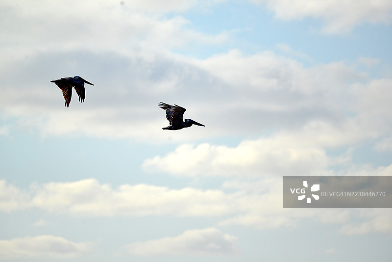 外滩棕色鹈鹕图片素材