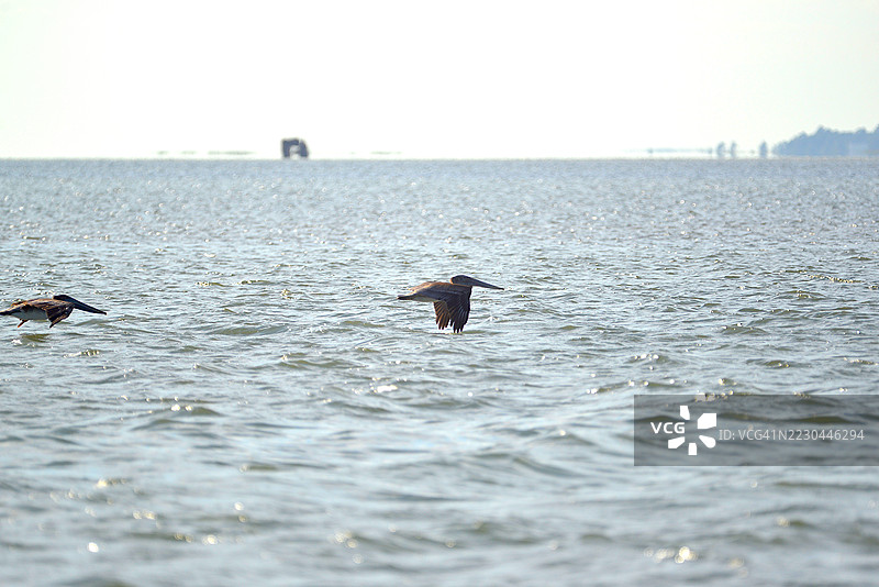 外滩棕鹈鹕图片素材