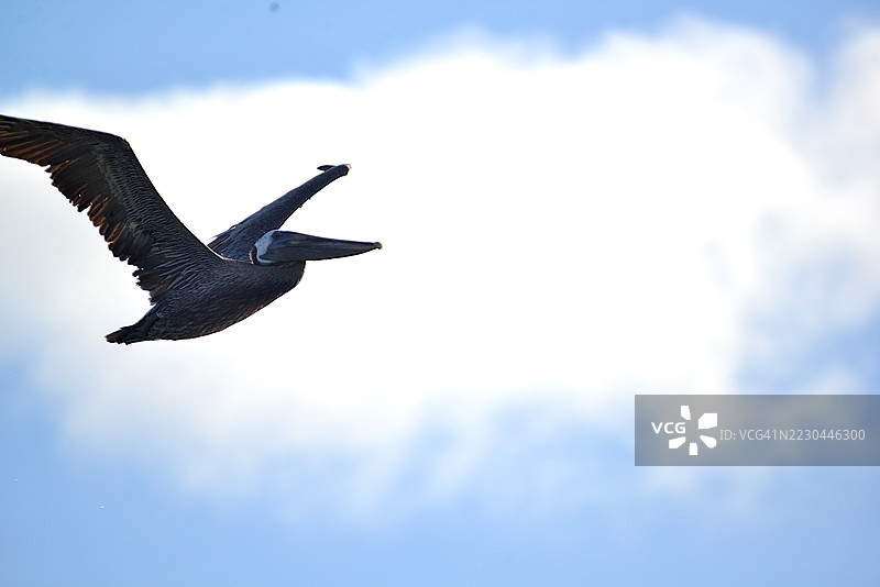 外滩棕鹈鹕图片素材