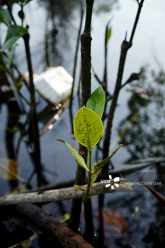 红树林与泡沫塑料图片素材