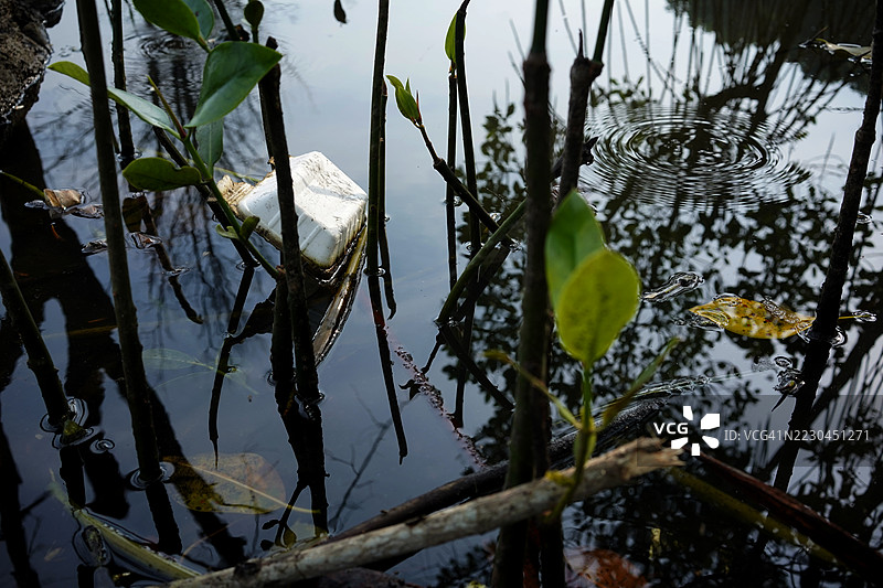 红树林与泡沫塑料图片素材