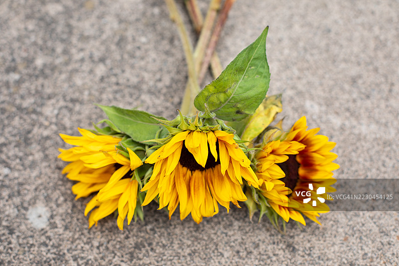 威尔士的向日葵图片素材