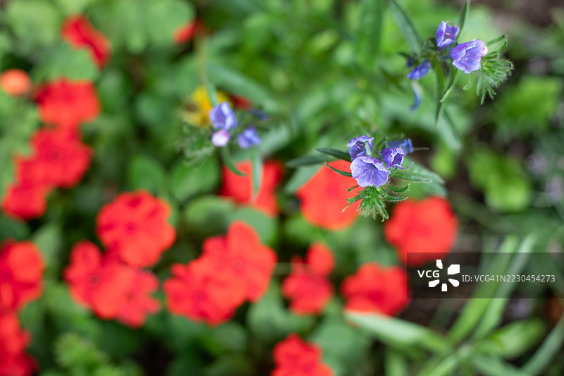 生机勃勃的野花花园图片素材