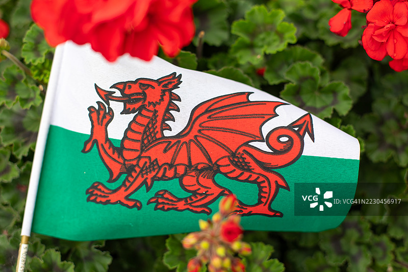 红龙，威尔士，红绿自然图片素材