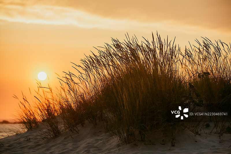 逆光下的沙丘草丛剪影与落日相映图片素材