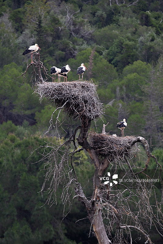 白鹳在枯树上筑巢，背景是森林景色图片素材