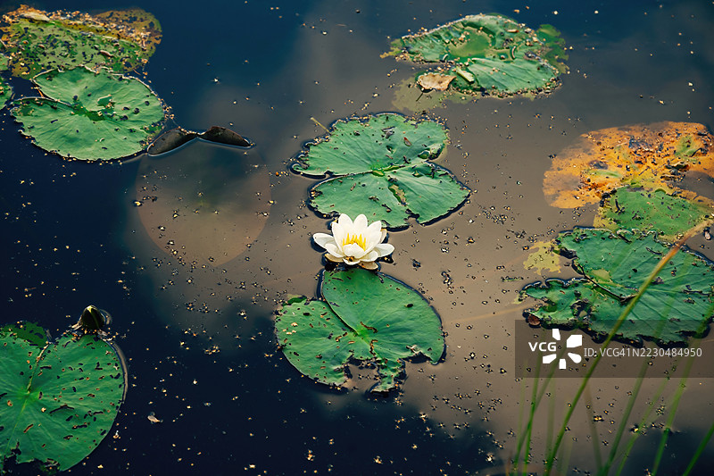 宁静池塘上的睡莲图片素材