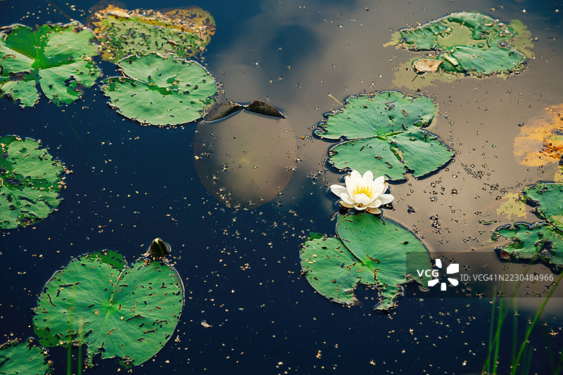 宁静池塘上的睡莲图片素材