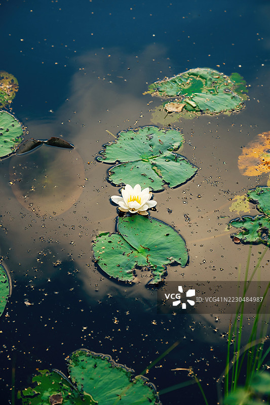 宁静池塘上的睡莲图片素材