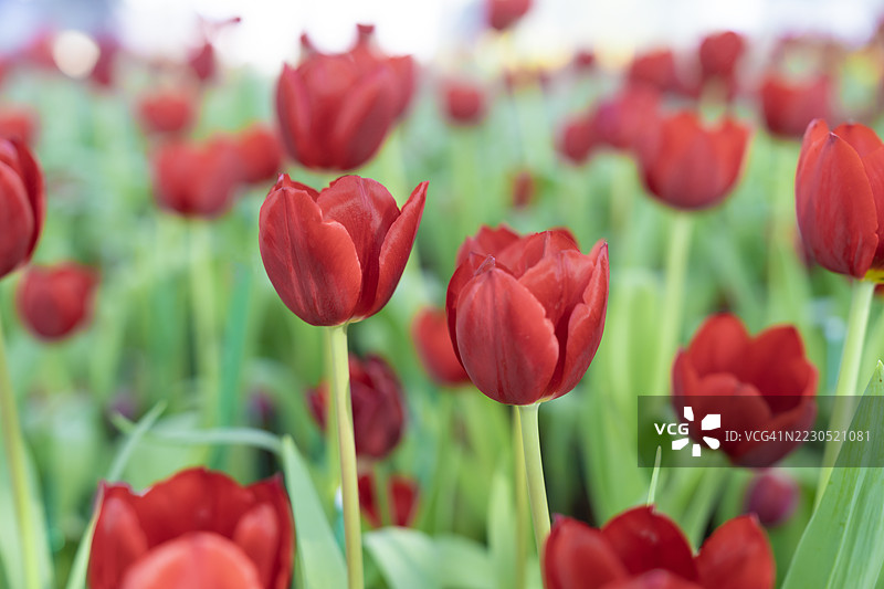 田野上红色花卉植物的特写图片素材