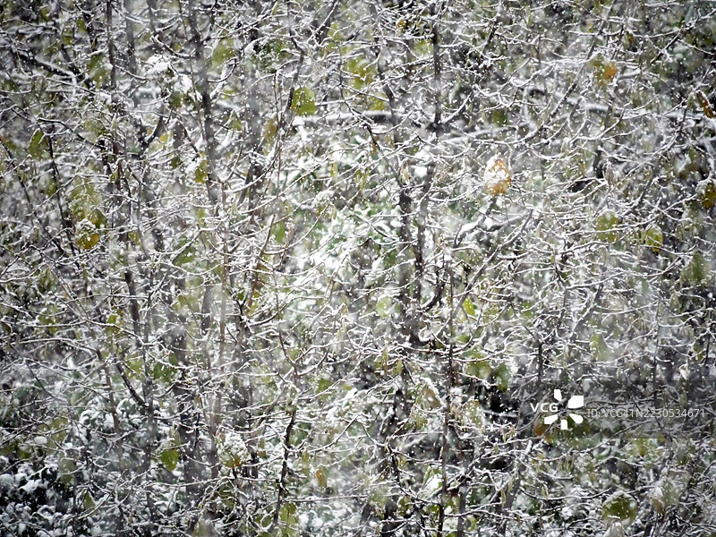 冬季埃维昂-莱-班的树木特写，覆盖着雪。自然光和色彩。全画幅4:3。图片素材