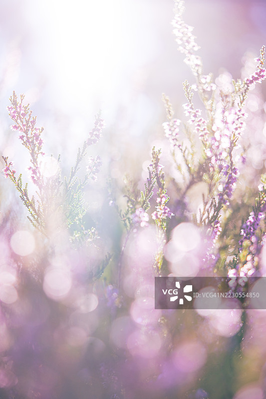 挪威森林中的盛开石南花图片素材