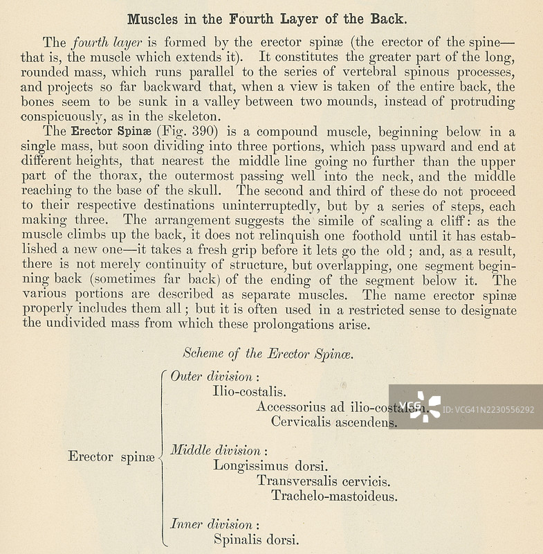 旧版雕刻插图，展示一本人体解剖书中关于背部第四层肌肉的描述。图片素材
