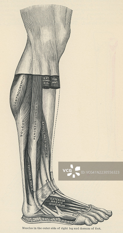 右腿外侧和脚背肌肉的古老雕刻插图图片素材
