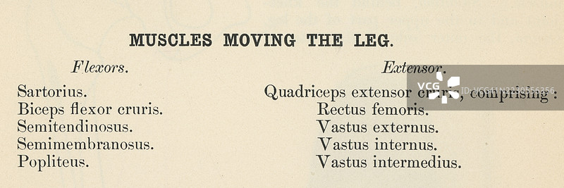 旧版雕刻插图，展示一本人体解剖书中关于腿部肌肉运动的页面图片素材