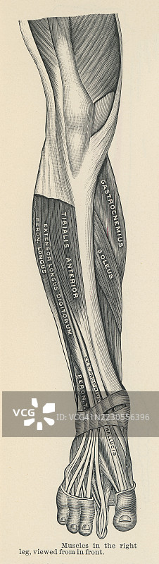 右腿肌肉的老式雕刻插图，正面视图图片素材