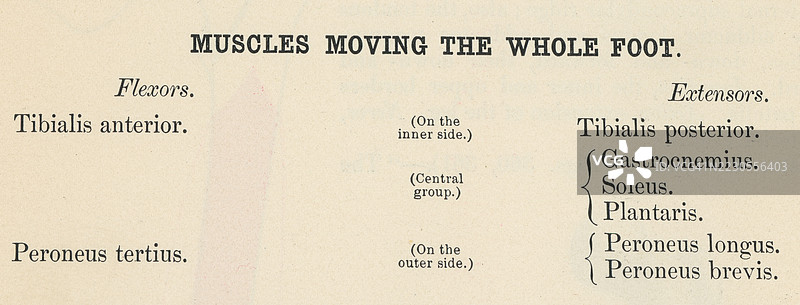 旧版雕刻插图，展示一本人体解剖书中关于全脚肌肉运动的页面图片素材
