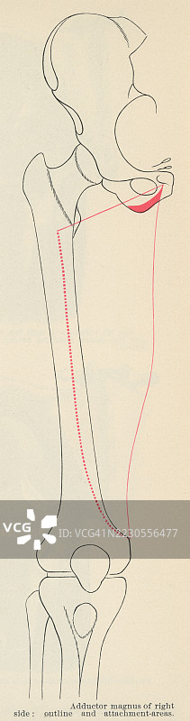 老式雕刻插图显示髋部的内收肌，这是一组位于大腿内侧腔的肌肉，主要用于将大腿靠拢（称为内收）。图片素材