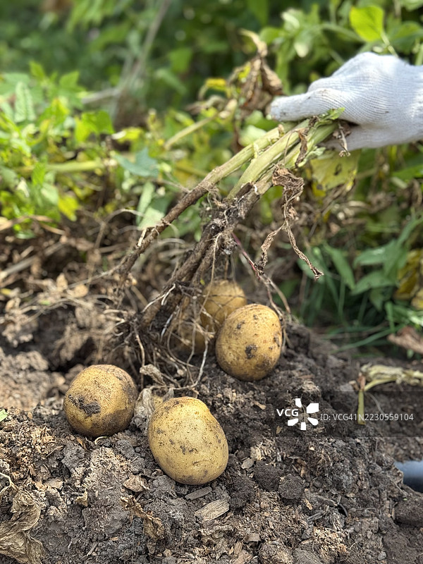 女人手中的新鲜土豆根图片素材