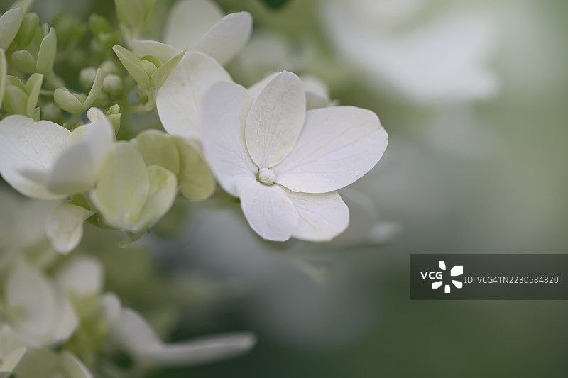 绣球花（圆锥绣球）白色浆果图片素材