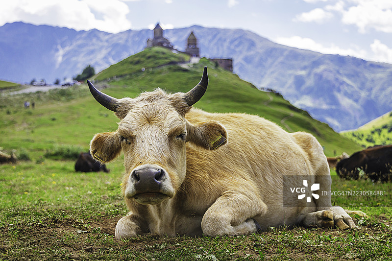 在格鲁吉亚的格尔盖提三位一体教堂附近，山地风景中一头休息的牛的特写镜头图片素材