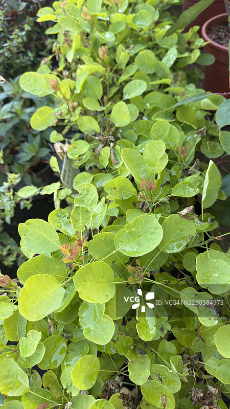 金叶烟熏灌木（Continus Coggygria）‘金色女士’特写图片素材