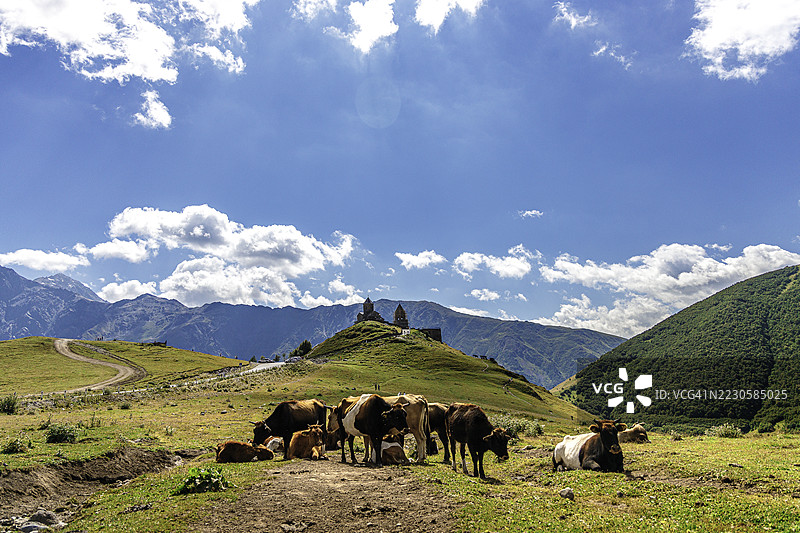 在格鲁吉亚的格尔盖提三位一体教堂附近放牧的牛群图片素材