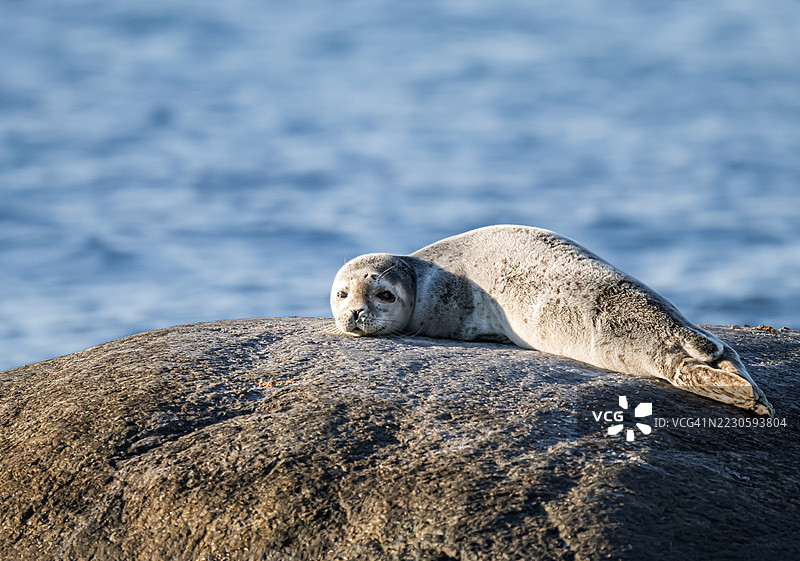 一只海豹正躺在海洋中的岩石上休息。图片素材