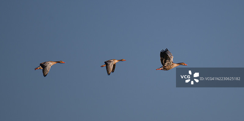 三只鹅正朝着田野走去，夕阳即将落下。图片素材