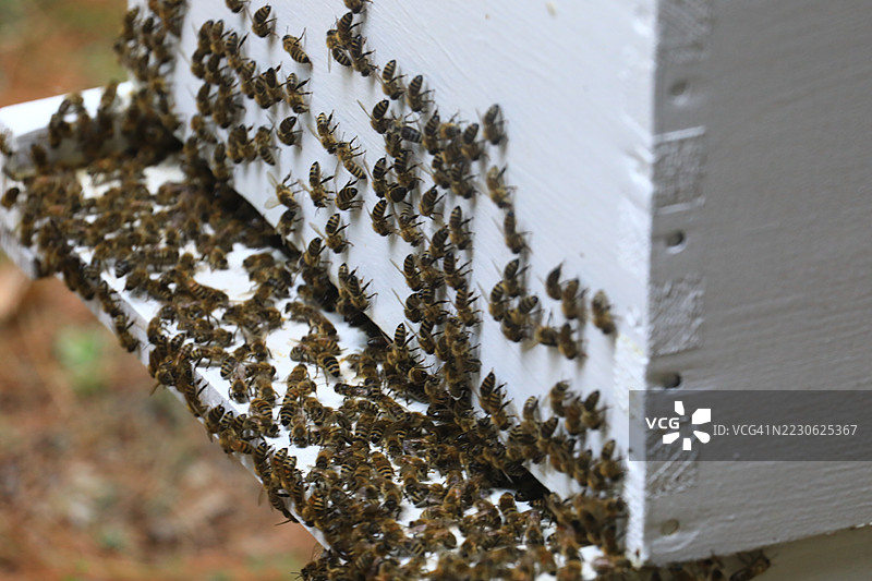 活跃的蜜蜂图片素材