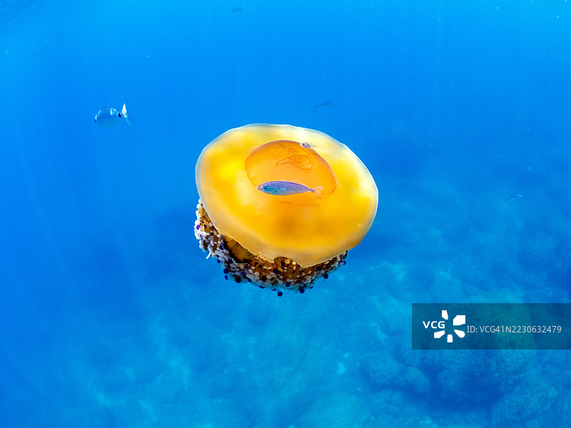 地中海水母或棉花水母在蓝色海洋中漂浮图片素材
