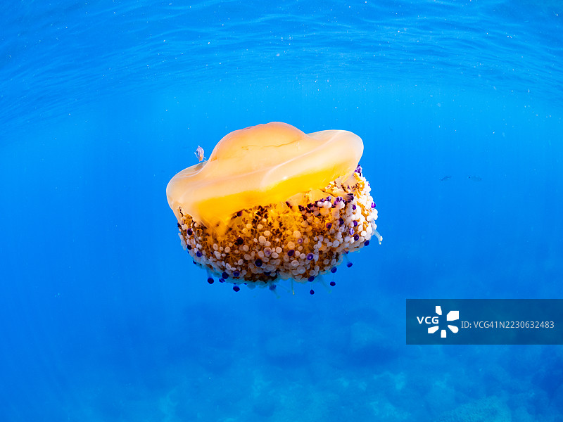 地中海水母或棘皮水母在蓝色海洋中漂浮图片素材