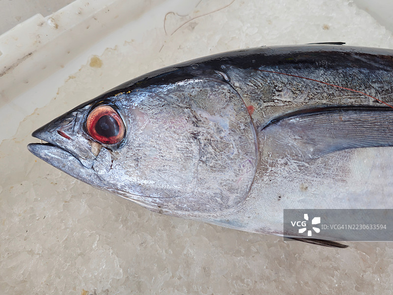 鱼市场内出售的长鳍金枪鱼图片素材