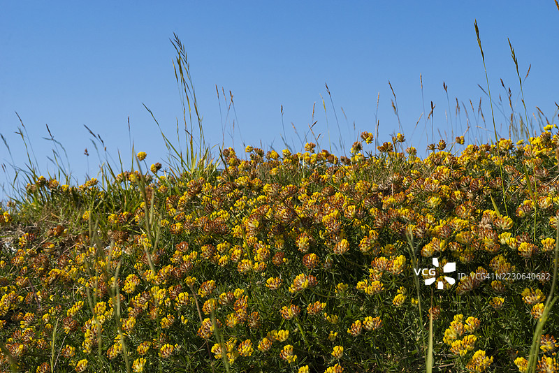 一片开花的普通肾草（Anthyllis vulneraria）景观图片素材