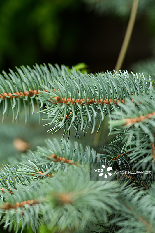 绿松树针叶特写 - 自然松枝纹理图片素材