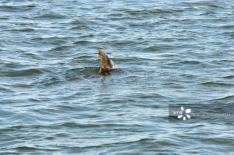 宽吻海豚图片素材