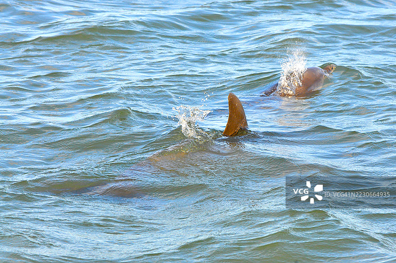 宽吻海豚图片素材