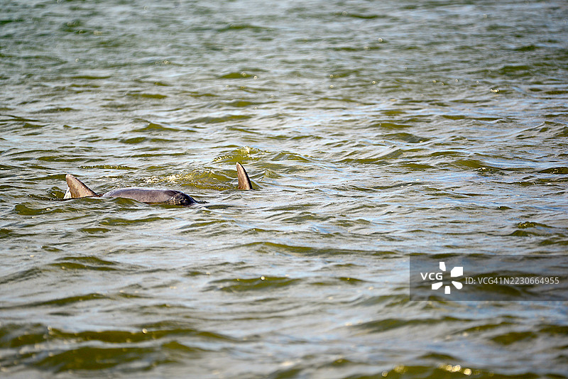 宽吻海豚图片素材