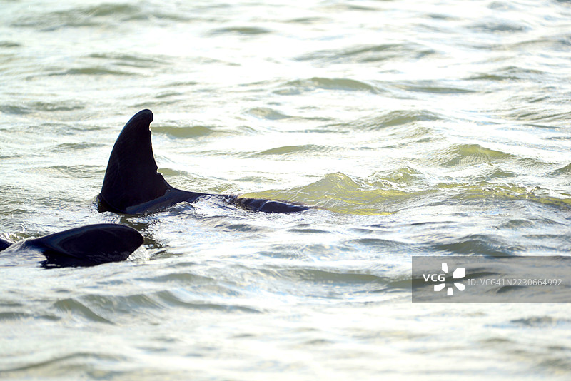 宽吻海豚图片素材