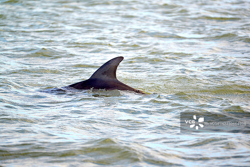 宽吻海豚图片素材