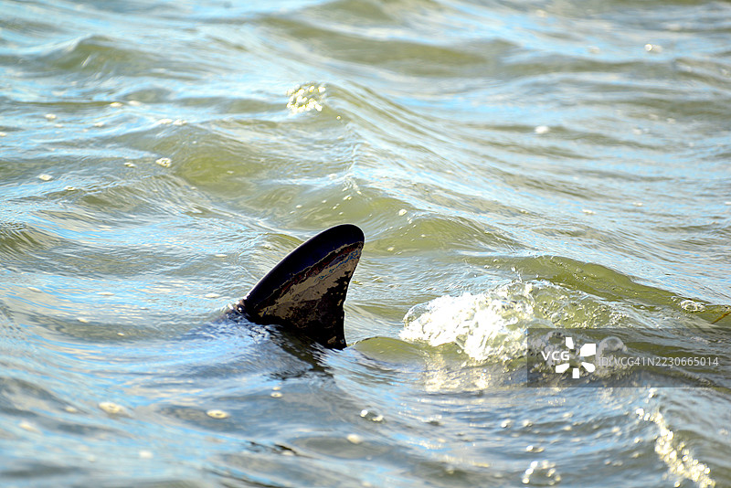 宽吻海豚图片素材