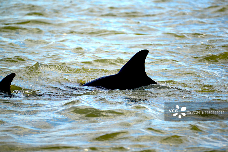 宽吻海豚图片素材