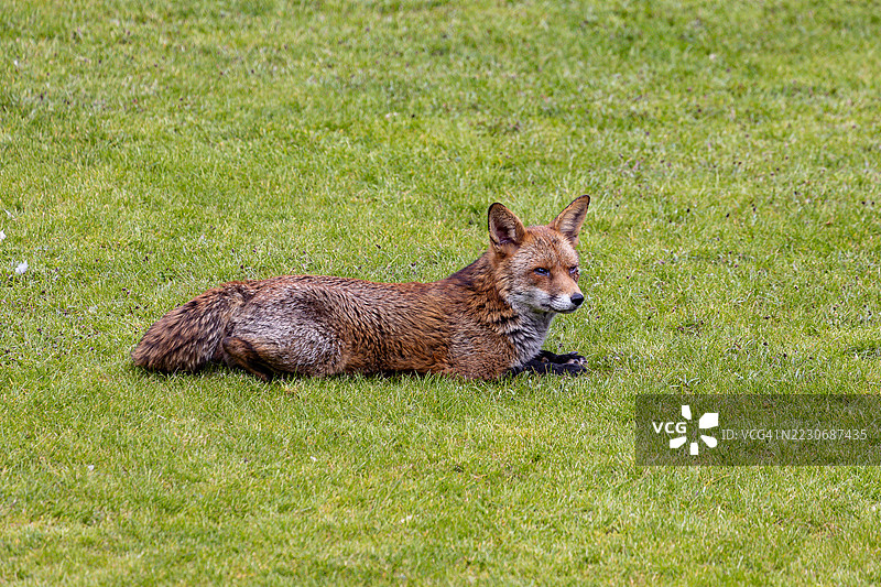 城市草坪上的红狐图片素材