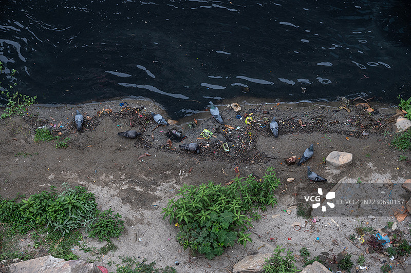 在尼泊尔加德满都帕斯帕提纳特寺附近的巴格马蒂河，鸽子们在寻找食物。巴格马蒂河中含有大量未经处理的污水，河流的污染水平很高，主要是由于该地区庞大的人口。图片素材