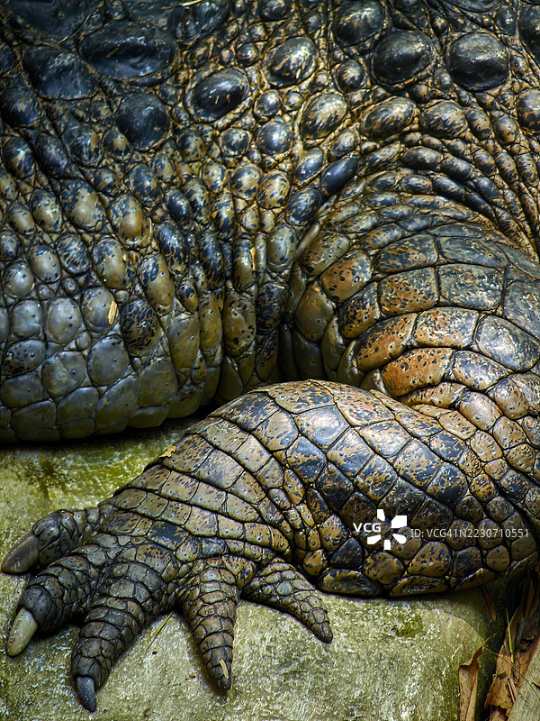 鳄鱼的盔甲般的身体和前肢特写，展示了厚实、质感丰富的鳞片，呈现出土色调，爪足静静地 resting 在石头上。图片素材