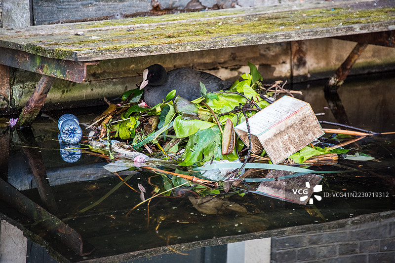 欧亚水鸡（Fulica atra）在荷兰代尔夫特运河水面上的平台上筑巢。图片素材
